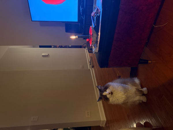 A very fluffy grey and white cat sitting on a hardwood floor next to an ottoman with a single lit candle