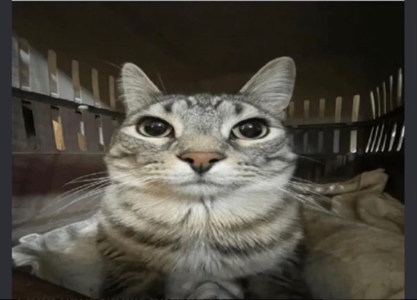 A grey tabby cat staring directly into the camera with wide eyes from inside a carrier