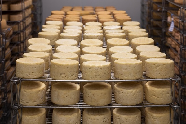 Racks of cheese wheels