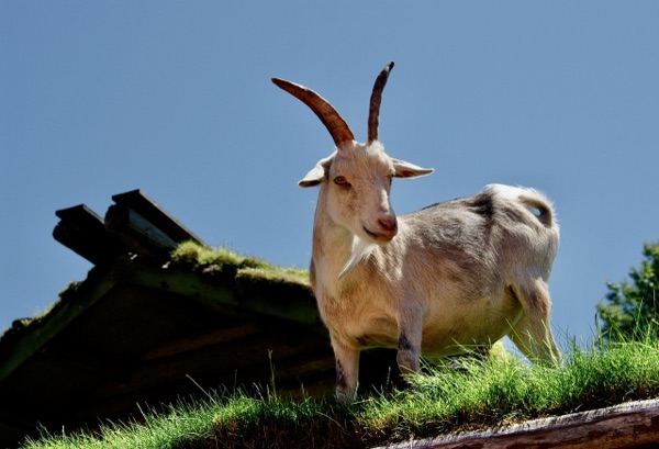 Goat on a roof