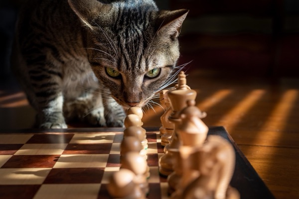 A tabby cat leaning in close to sniff a chess piece on a board