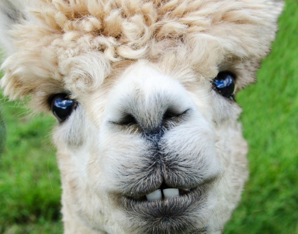 Close-up of a fluffy alpaca face with big dark eyes and buck teeth